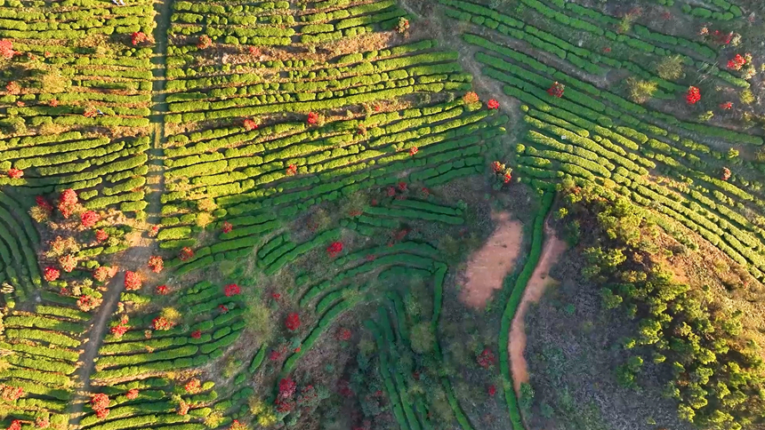 盤州市雞場坪鎮轎子頂茶葉基地。