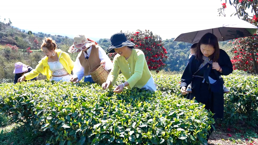 游客沉浸式體驗采茶樂趣。