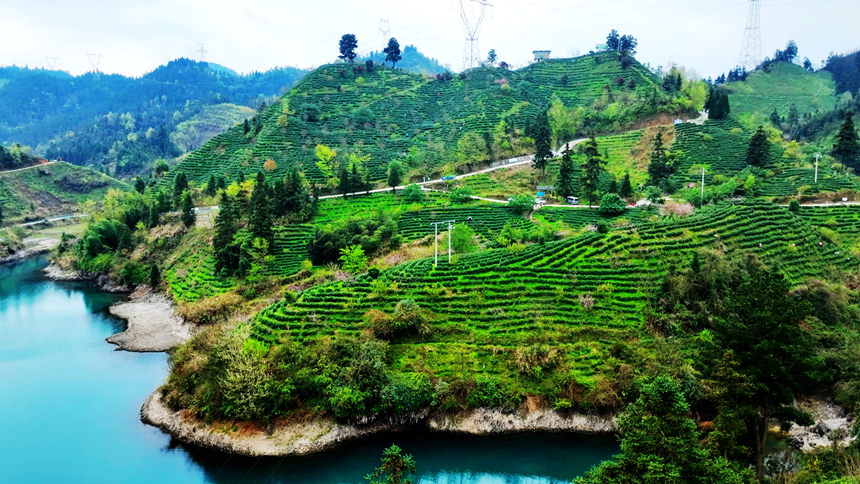蔥蔥郁郁的茶場。