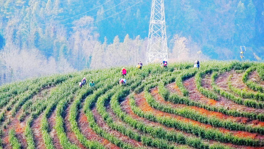 圖為茶農忙著采茶。