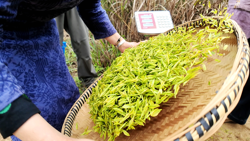 采摘好的茶青等著過稱。