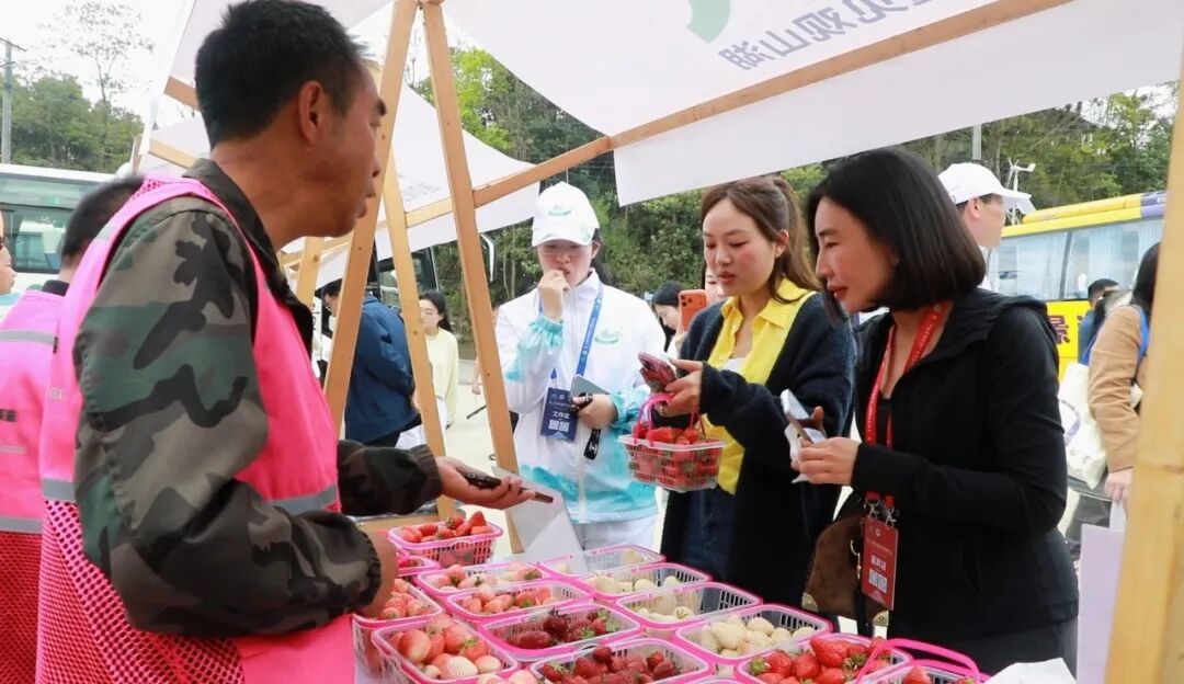 觀山湖區的本土草莓深受嘉賓關注和喜愛。