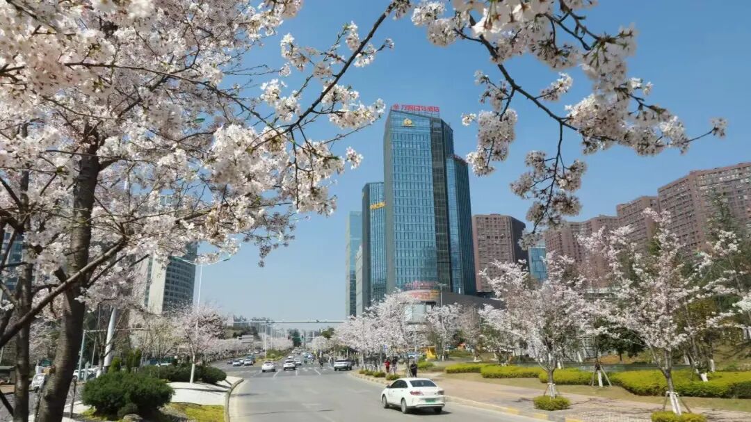 誠信南路櫻花綻放。