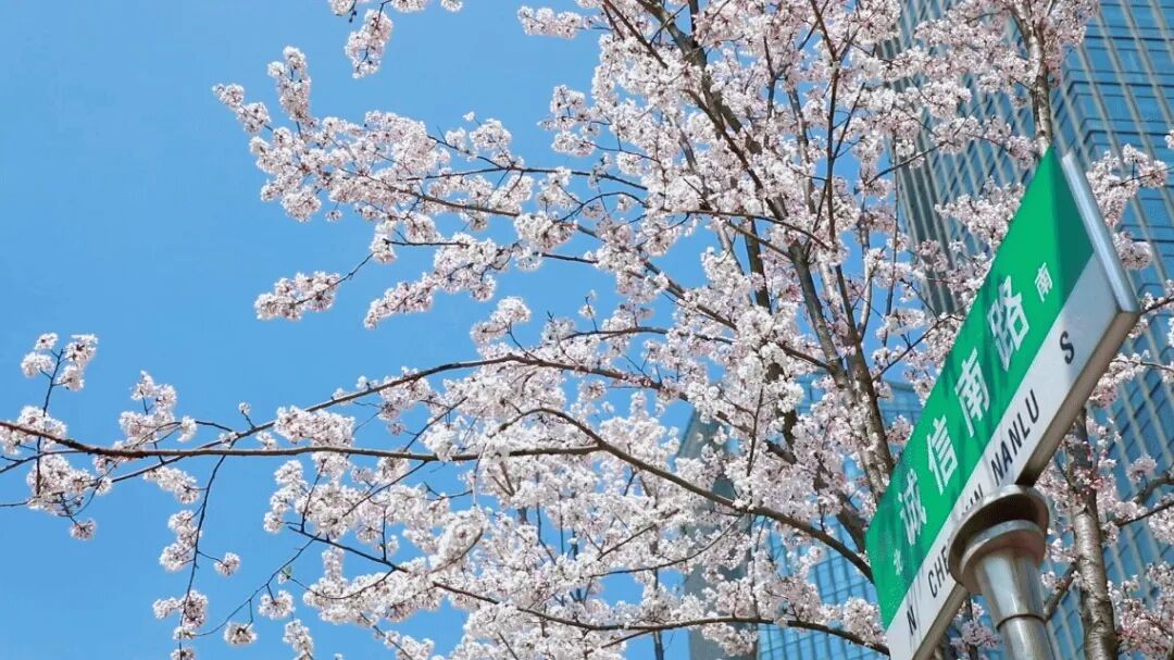 誠信南路道路兩側(cè)繁花似錦。