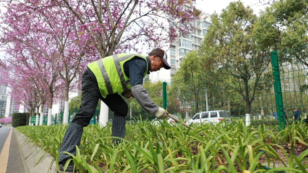 管護(hù)人員正在除雜草。