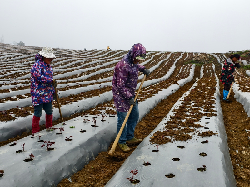 工人們為下一輪藥材種植覆膜蓋土.jpg
