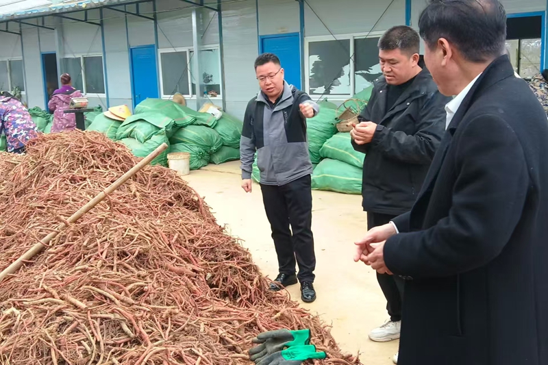 鎮主要負責人調研藥材基地的發展.jpg