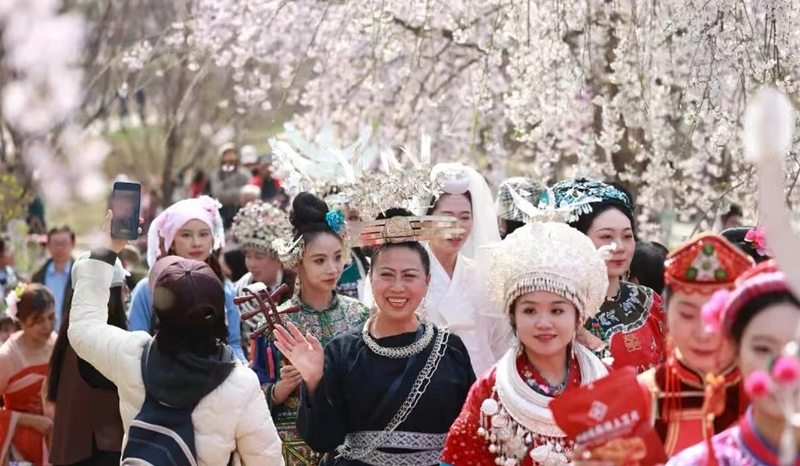 北京玉淵潭櫻花節上演貴州非遺“連連看”。