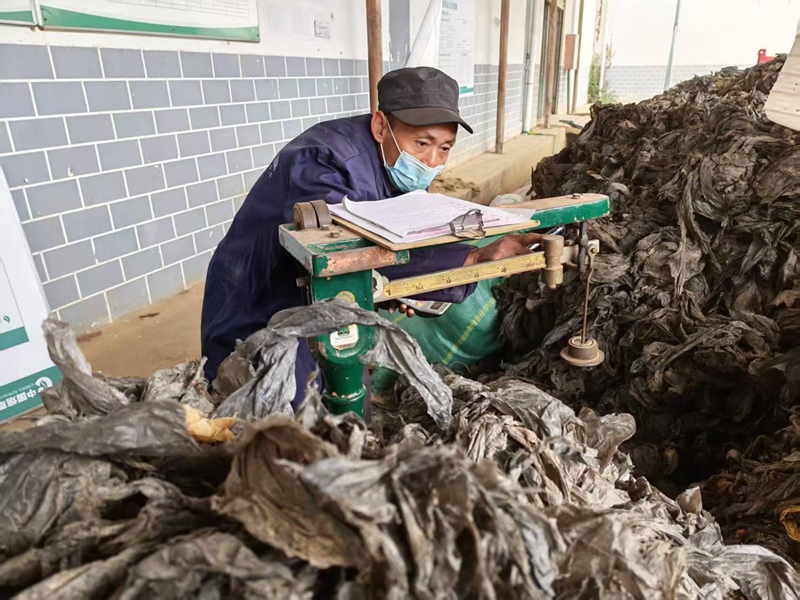 威寧縣富源烤煙專業合作社工作人員對回收殘膜進行稱重。劉鵬攝.jpg