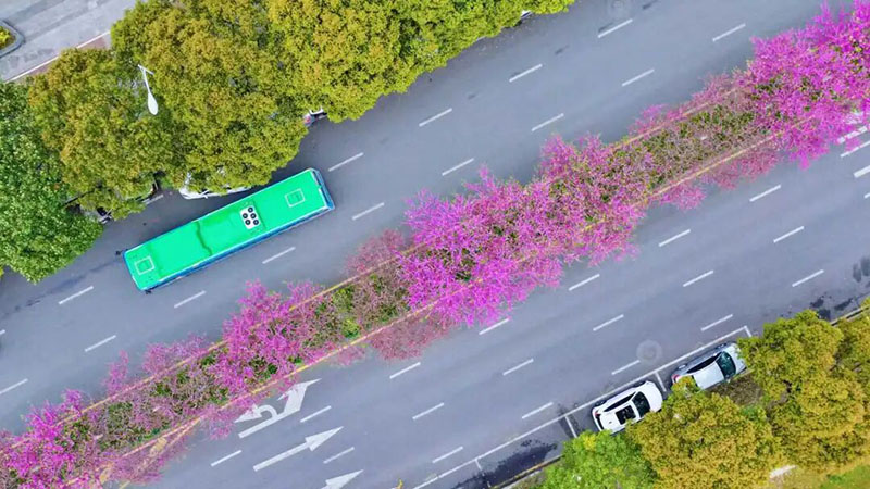 石標路的“四季春1號”紫荊花沿街綻放。陳揚攝