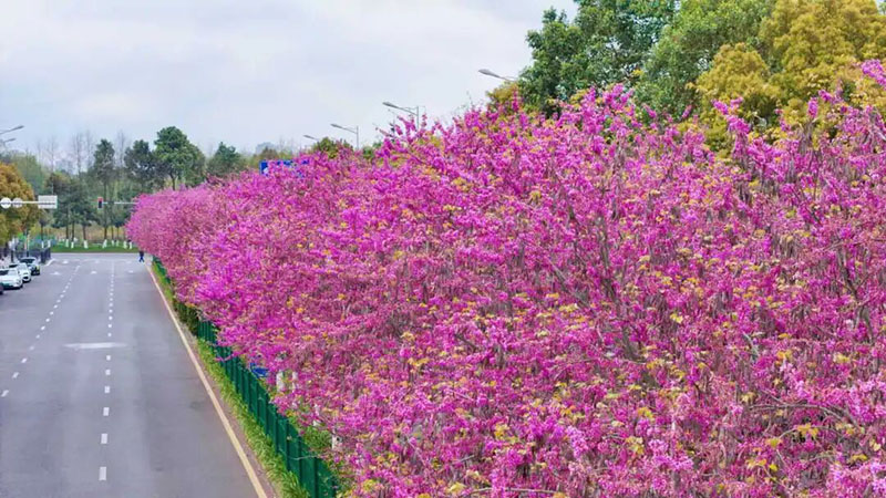 石標路的“四季春1號”紫荊花沿街綻放。