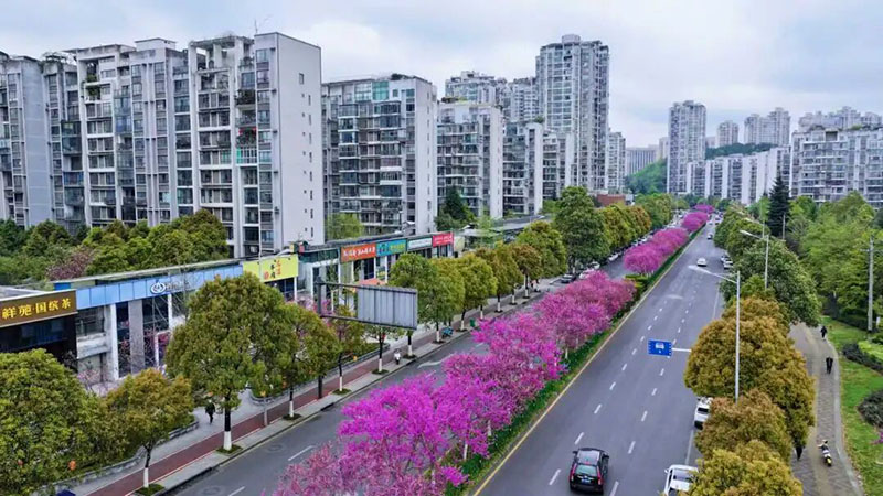 石標路的“四季春1號”紫荊花沿街綻放。