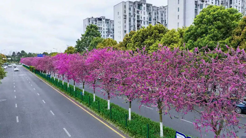 石標路的“四季春1號”紫荊花沿街綻放。