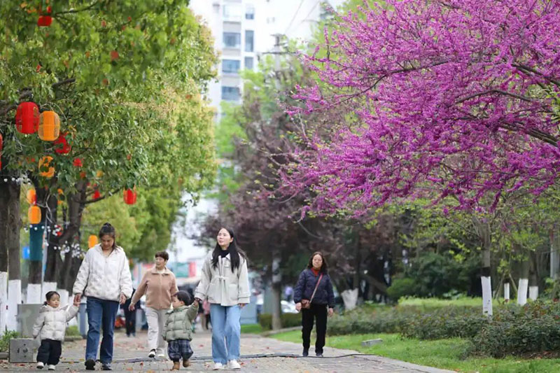市民和游客在花下盡享浪漫時光。