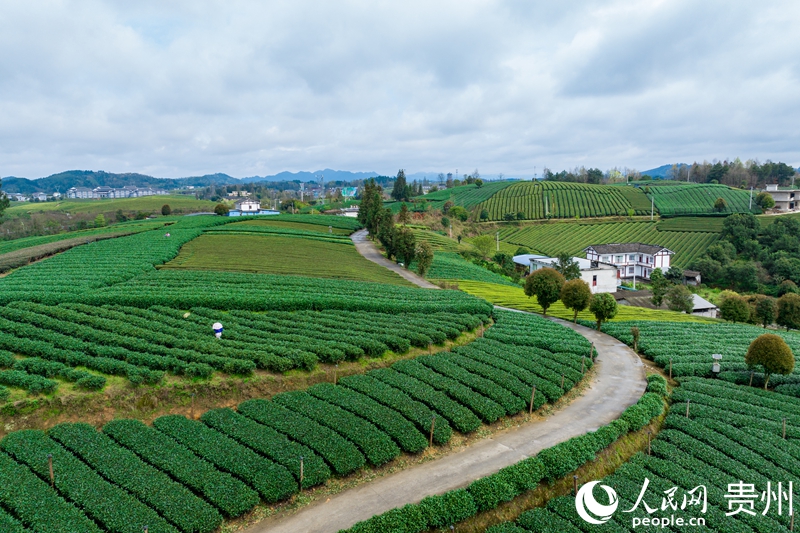 航拍貴州省遵義市鳳岡縣臨江村茶園。人民網記者 涂敏攝