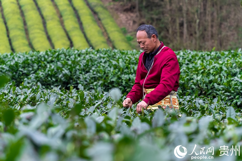 茶農在茶園內采摘春茶。人民網記者 涂敏攝