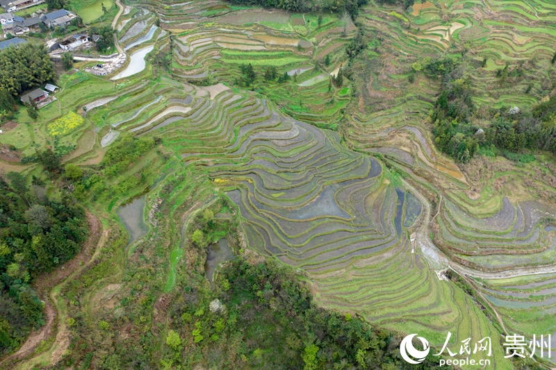 航拍貴州省遵義市鳳岡縣紅安村的千畝梯田。人民網記者 涂敏攝