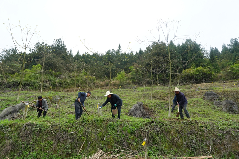 村民給山桐子樹除草。