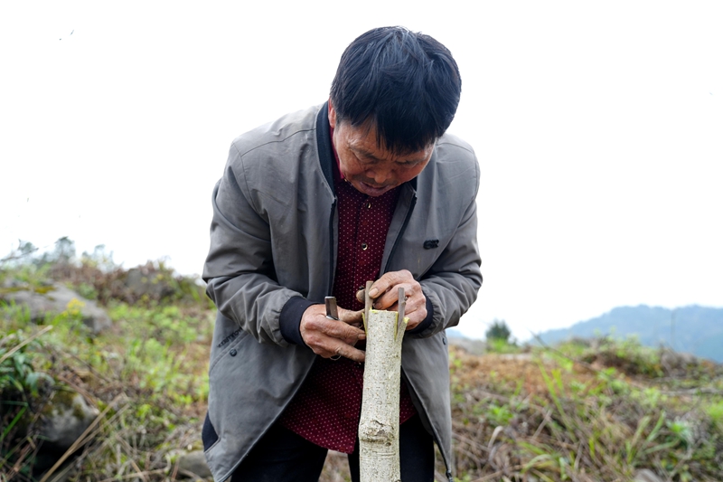 村民給山桐子樹做嫁接改良。.jpg