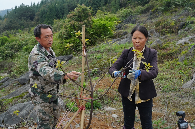 技術人員給村民講解管護技巧 。