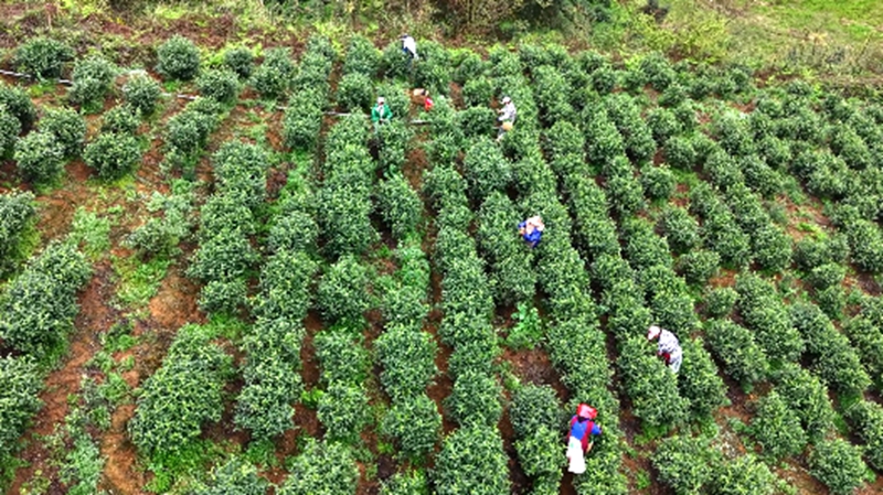 村民們?cè)诓枭讲刹琛?jpg