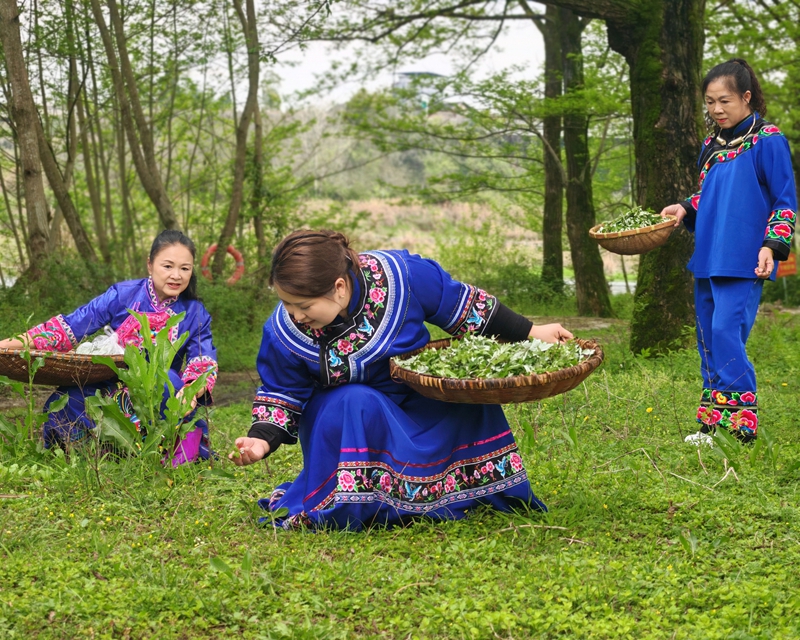 貴州松桃:清明時節 傳統美食清明粑受歡迎。