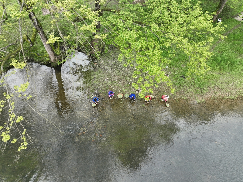 貴州松桃:清明時節 傳統美食清明粑受歡迎。
