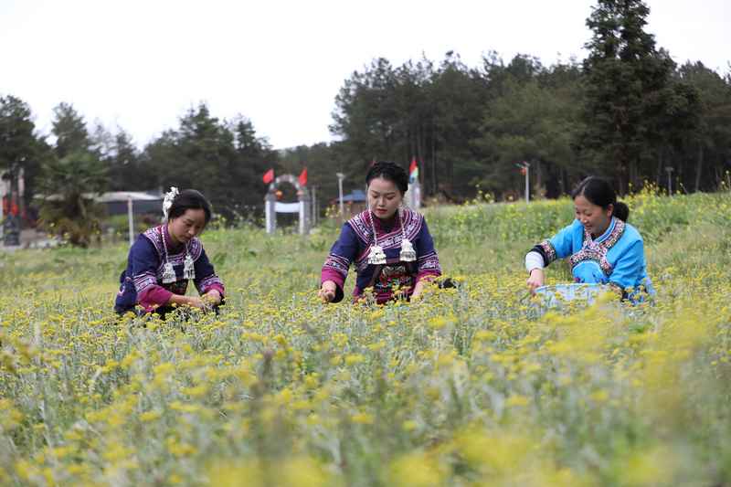 布依同胞正在采摘新鮮清明菜。
