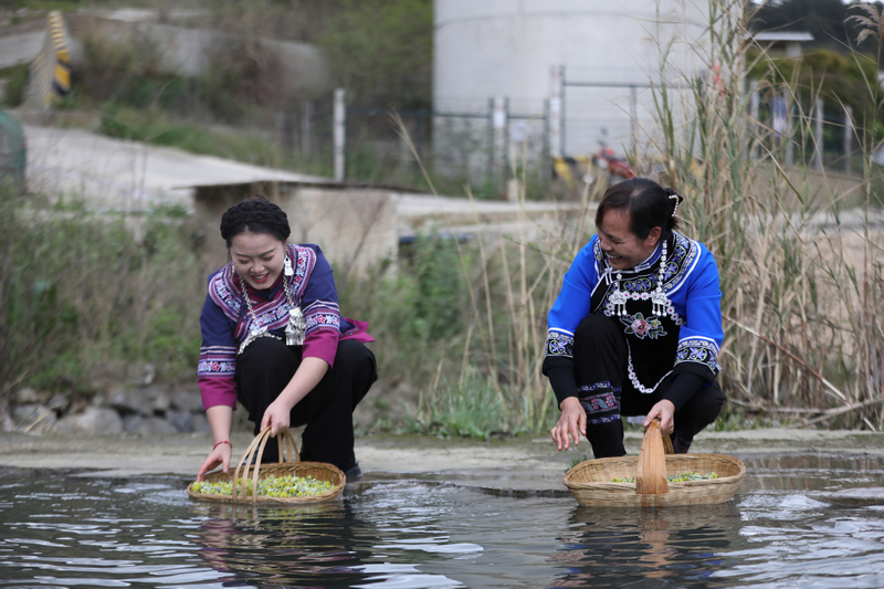 布依婦女正在清洗清明菜。