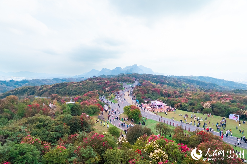 貴州省畢節市百里杜鵑景區。人民網記者 涂敏攝