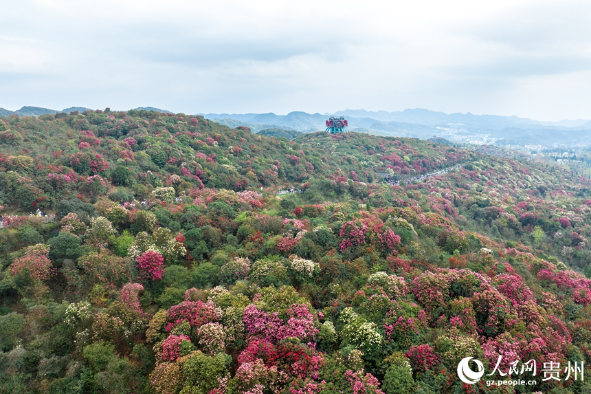 航拍貴州省畢節市百里杜鵑景區。人民網記者 涂敏攝