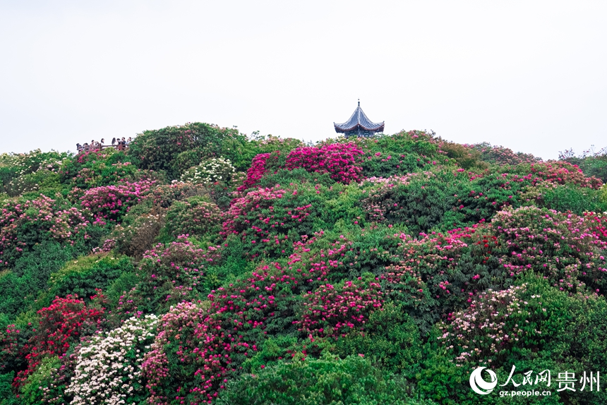 航拍貴州省畢節市百里杜鵑景區。人民網記者 涂敏攝
