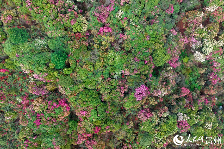 航拍貴州省畢節(jié)市百里杜鵑景區(qū)。人民網(wǎng)記者 涂敏攝