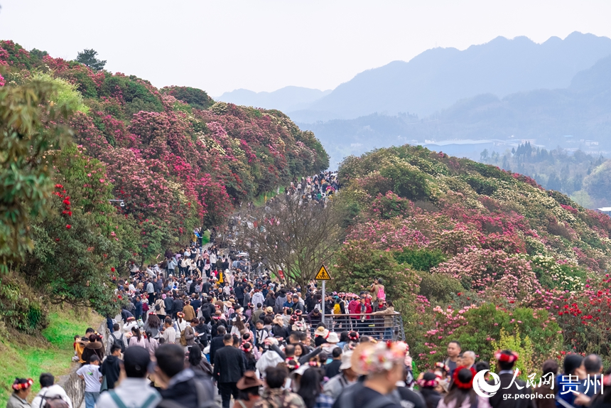 百里杜鵑景區內游人如織。人民網記者 涂敏攝