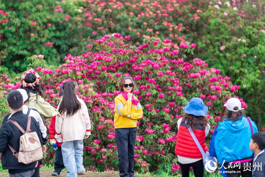游客在盛開的杜鵑花前打卡拍照。人民網(wǎng)記者 涂敏攝