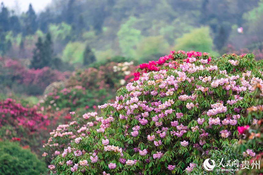 景區內盛開的杜鵑花。人民網記者 涂敏攝