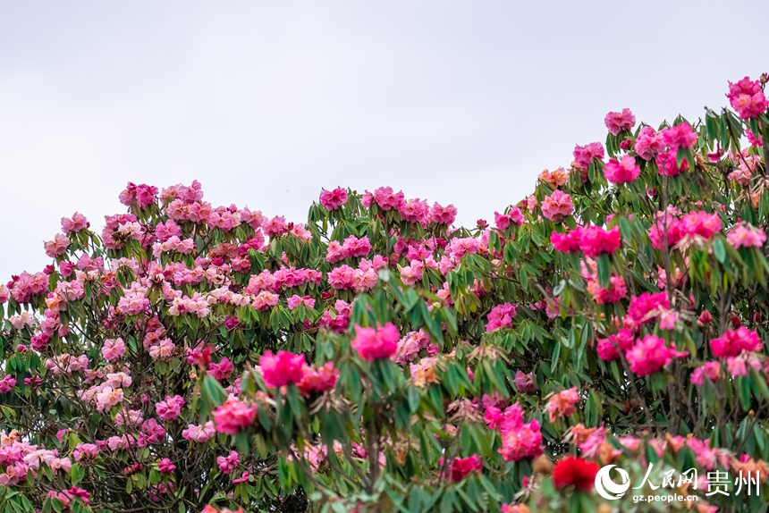 景區(qū)內盛開的杜鵑花。人民網(wǎng)記者 涂敏攝