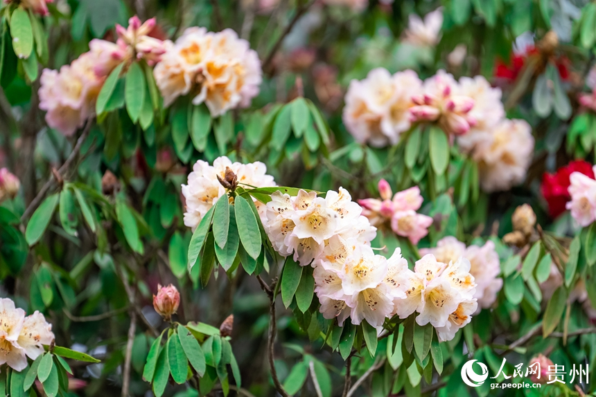 景區(qū)內(nèi)盛開的杜鵑花。人民網(wǎng)記者 涂敏攝