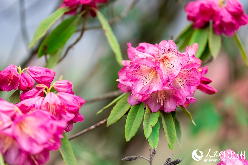 景區(qū)內(nèi)盛開的杜鵑花。人民網(wǎng)記者 涂敏攝
