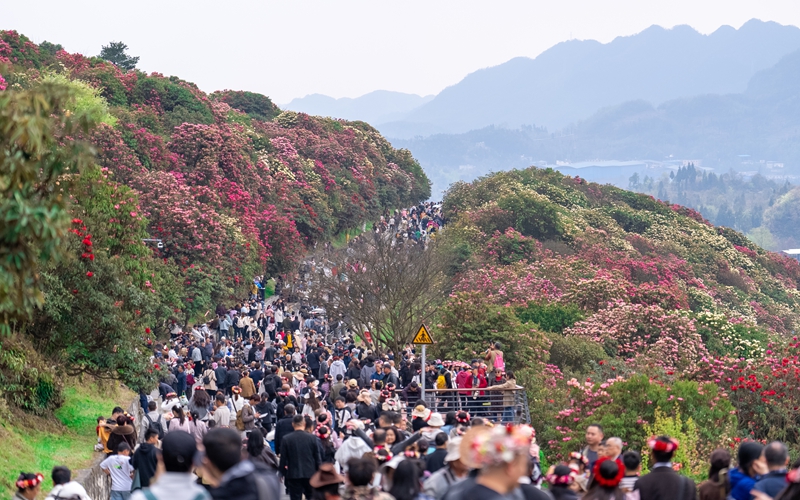 烏蒙春光正好 百里杜鵑繪就人間花海