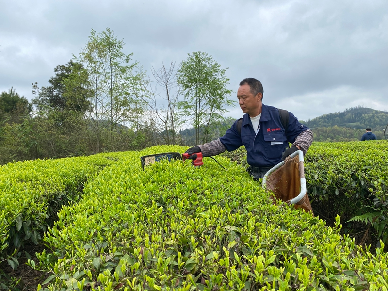 工人正在采摘茶青。