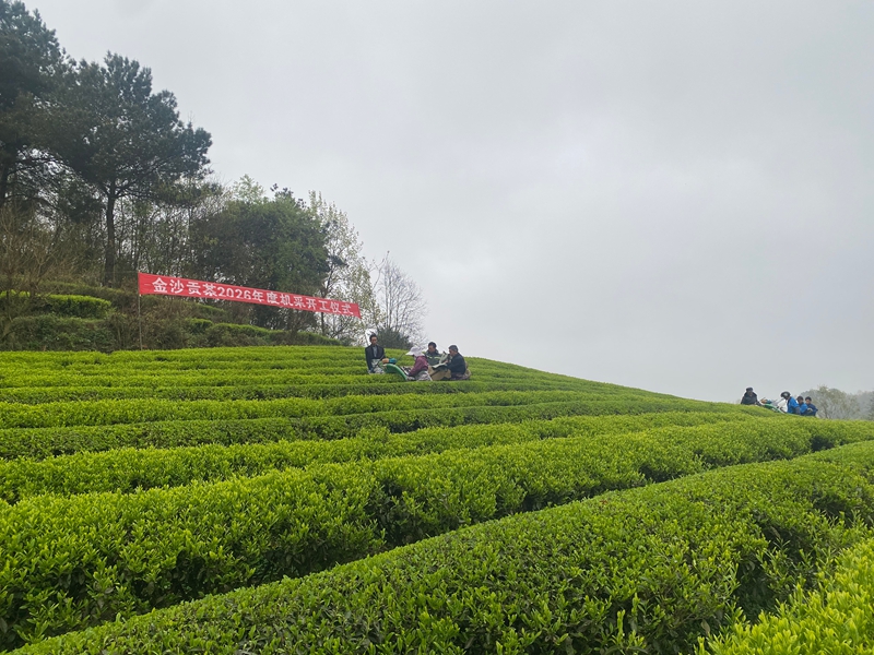 機械化采摘現場。