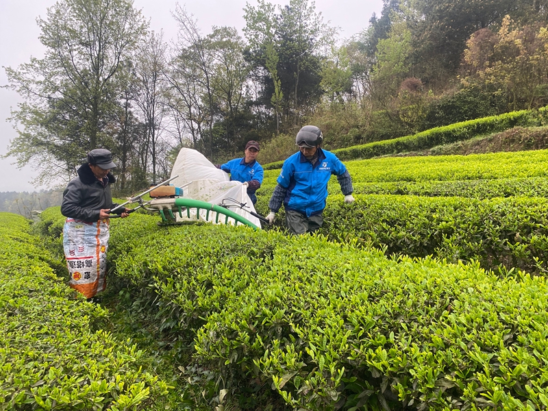 工人們正在采摘茶青。