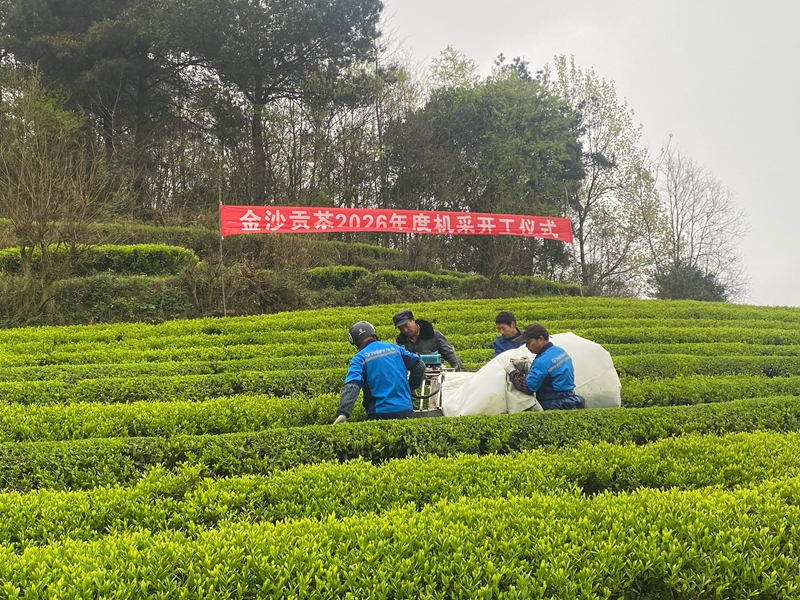 機械化采摘現場。
