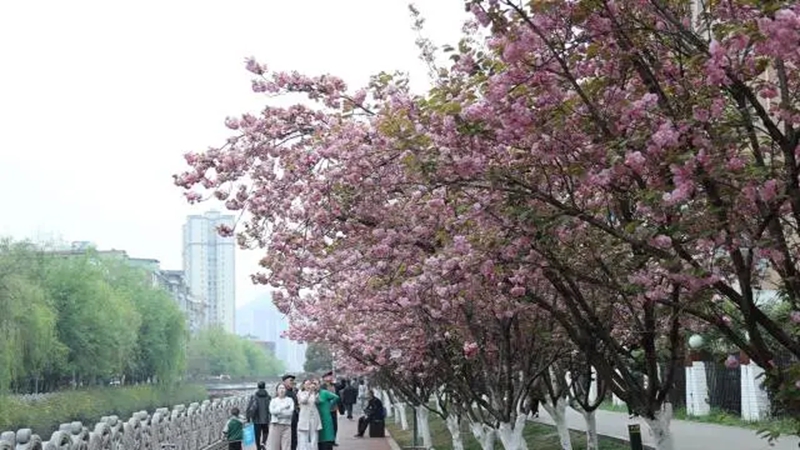 鐘山區：櫻花引客來 消費活起來。