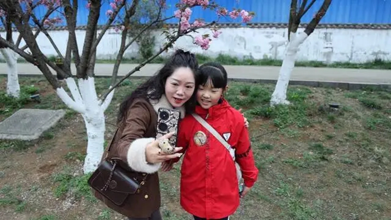 鐘山區：櫻花引客來 消費活起來。