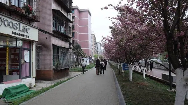 鐘山區：櫻花引客來 消費活起來。