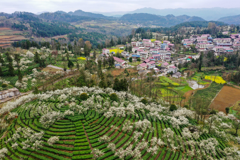 貴州省福泉市陸坪鎮福興村茶園（無人機照片）。