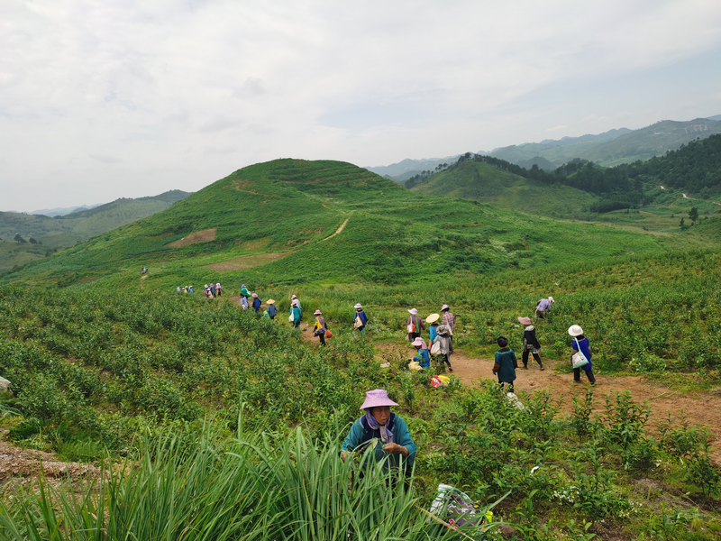 采茶工忙碌在茶山上。