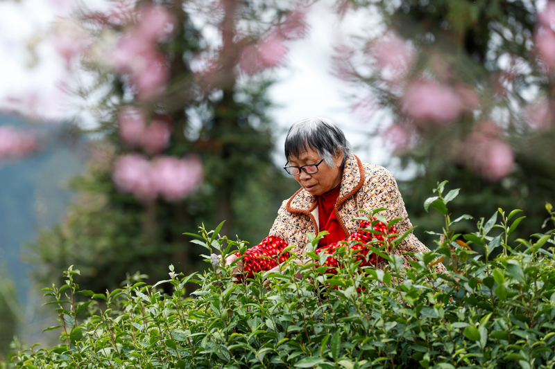 3月21日，村民在貴州省福泉市陸坪鎮福興村茶園采摘春茶。肖偉攝